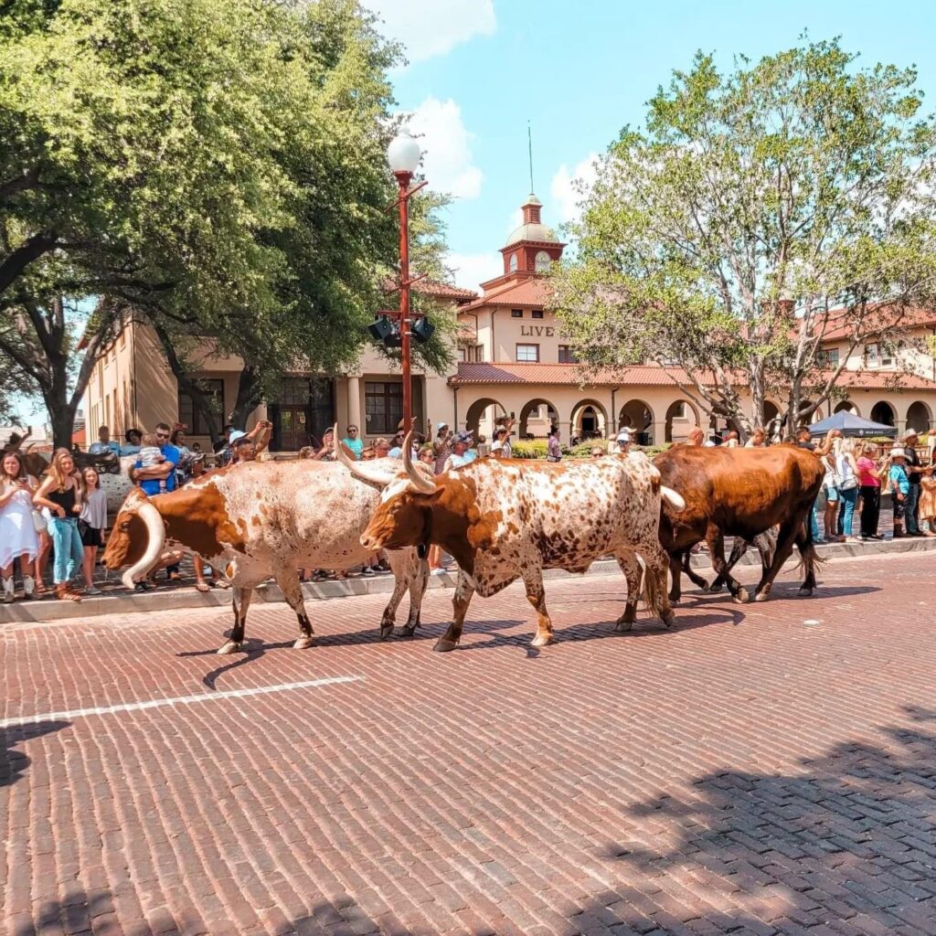 Full day at Fort Worth stockyards